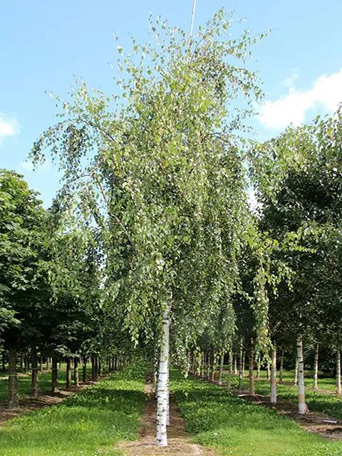 Береза сортовая (плакучая) ком 