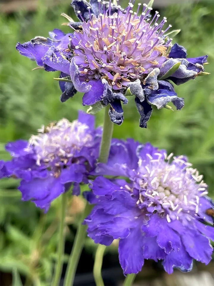 Скабиоза (Scabiosa) «Fama Deep Blue»