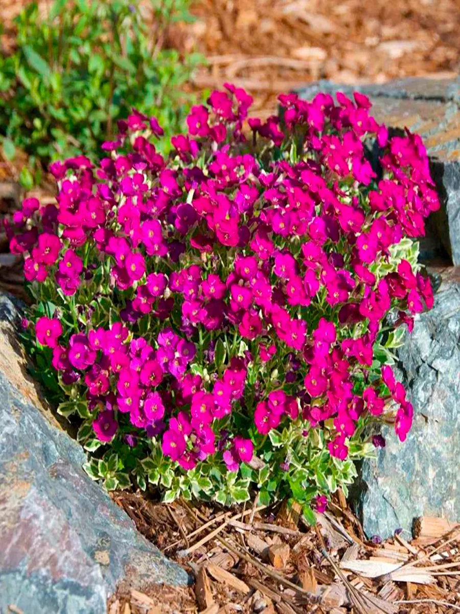 Аубриета (Aubrieta) «Audrey Red»