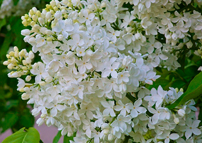 Сирень обыкновенная (Syringa vulgaris) “Галина Уланова”