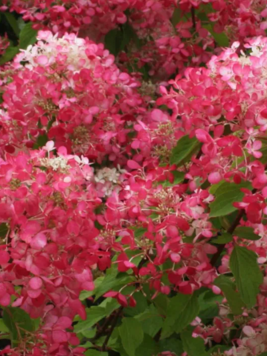 Гортензия метельчатая (Hydrangea paniculata) “Diamond Rouge”