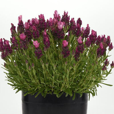 Лаванда широколистная Bandera Deep Rose