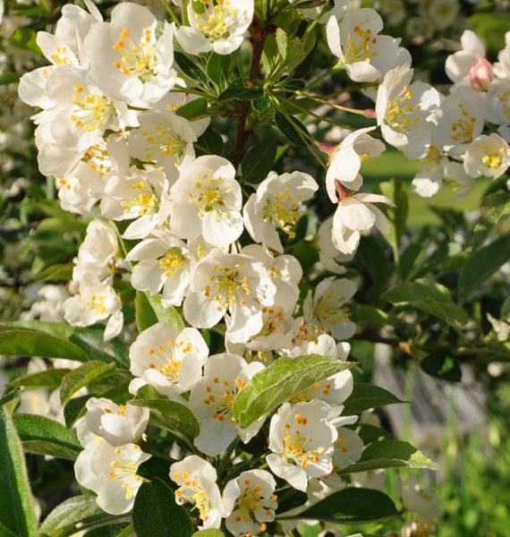 Яблоня декоративная «Sargentii Eskilstuna»