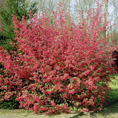 Смородина кроваво-красная (Ribes sanguineum)              "King Edward VII"