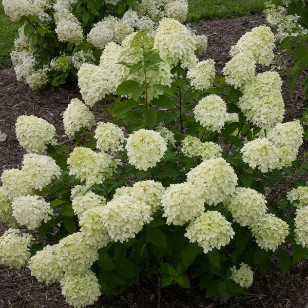 Гортензия метельчатая (Hydrangea paniculata) «Little Spooky»