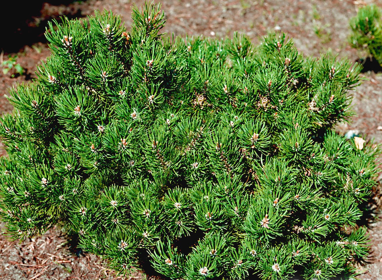 Сосна горная "Laurin"