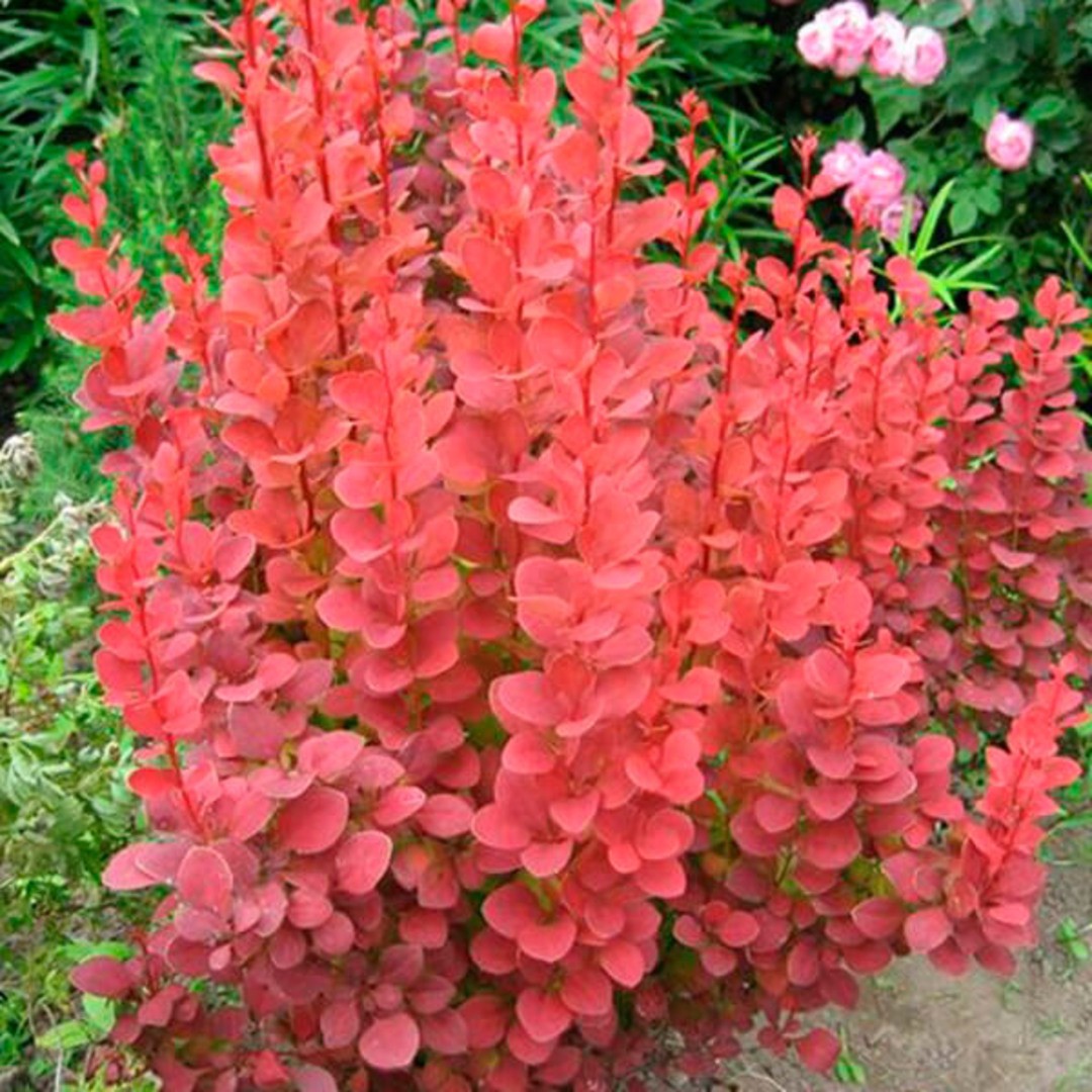 Барбарис Тунбергера (Berberis thunbergii) “Orange Rocket”