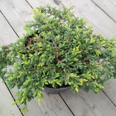 Можжевельник китайский (Juniperus chinensis) "Goldschatz"