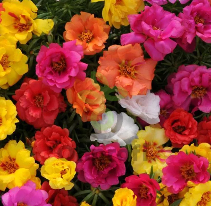 Портулак крупноцветковый (Portulaca grandiflora) «Happy Hourmix Tropical»