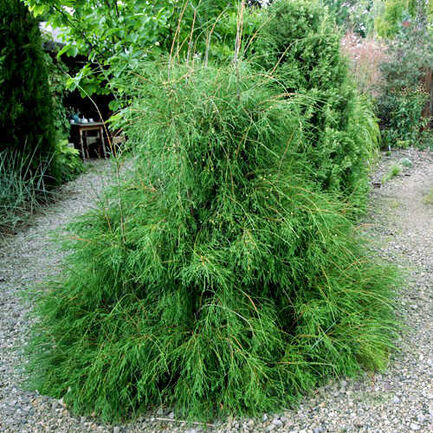 Туя западная (Thuja oссidentalis) ''Filiformis"