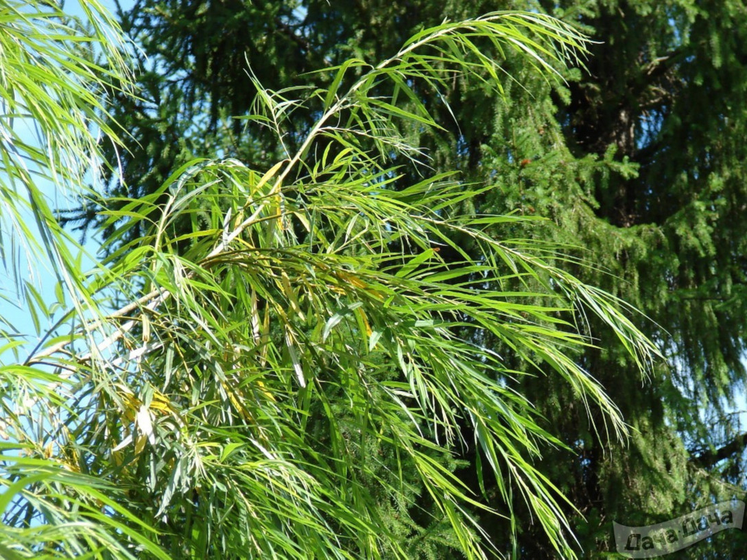 Ива гибридная "Рекорд" (ком)