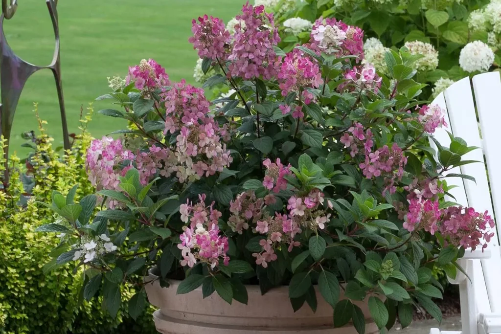 Гортензия метельчатая «Little Quick Fire»