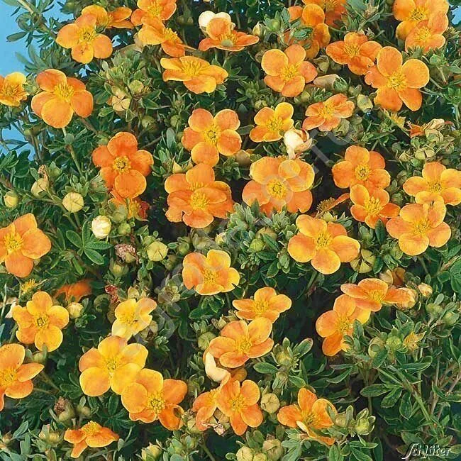 Лапчатка кустарниковая (Potentilla fruticosa)«Hopley's Orange»