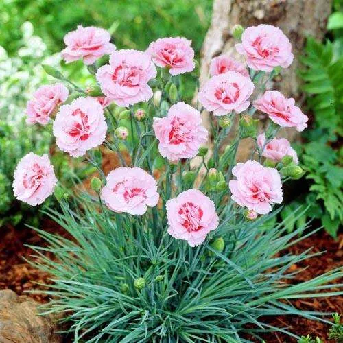 Гвоздика "Angel of Virtue"