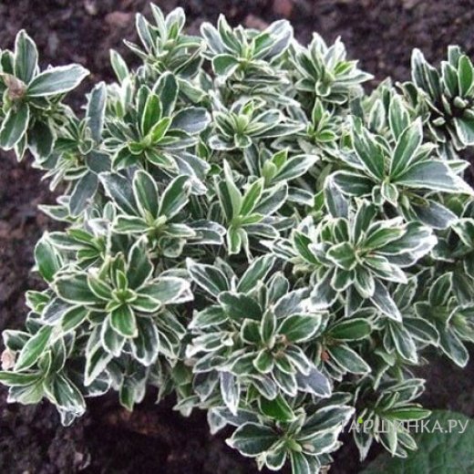 Бересклет японский  (Euonymus)«Albomarginatus»