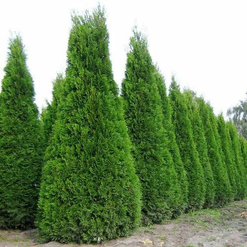 Туя западная "Brabant"/"Smaragd" ком