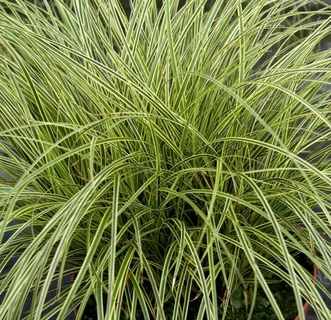 Осока коричневатая (Aureomarginata)