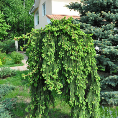 Ель обыкновенная (Picea abies) "Inversa"