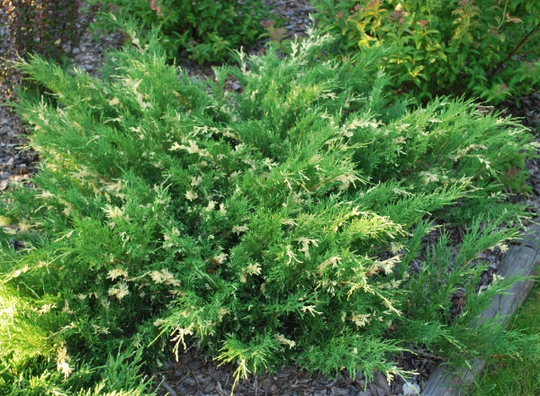 Можжевельник горизонтальный (Juniperus horizontalis)“Andorra Variegata”