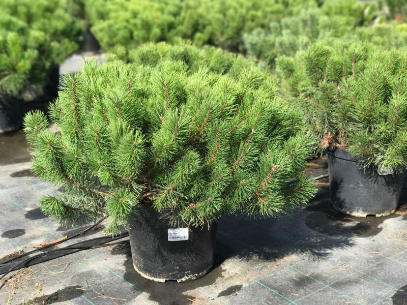 Сосна горная (Pinus mugo) 'Mugo'