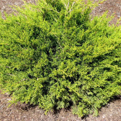 Можжевельник китайский (Juniperus chinensis) 'Kuriwao Gold'