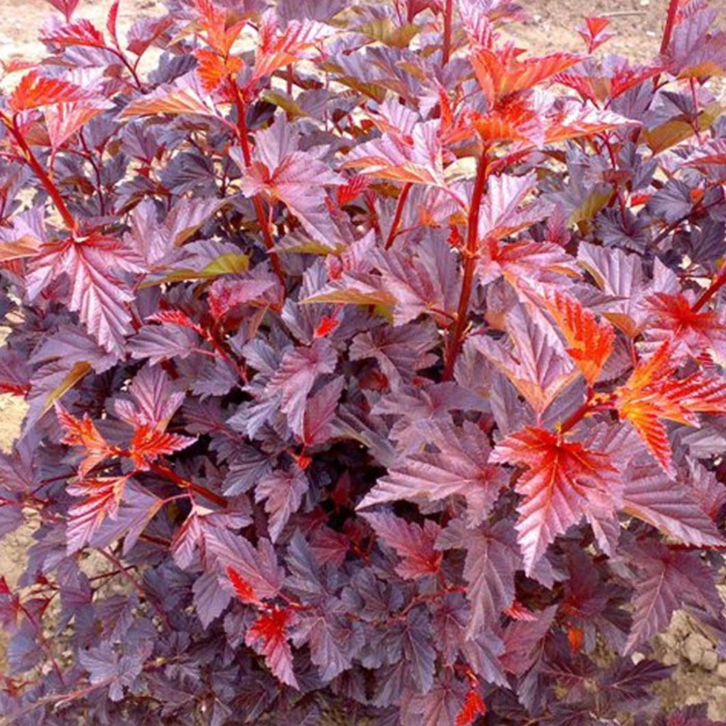 Пузыреплодник калинолистный (Physocarpus opulifolius)          «Andre»