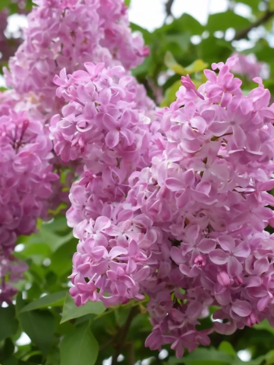 Сирень гиацинтовая (Syringa hyacinthiflora)  "Buffon"