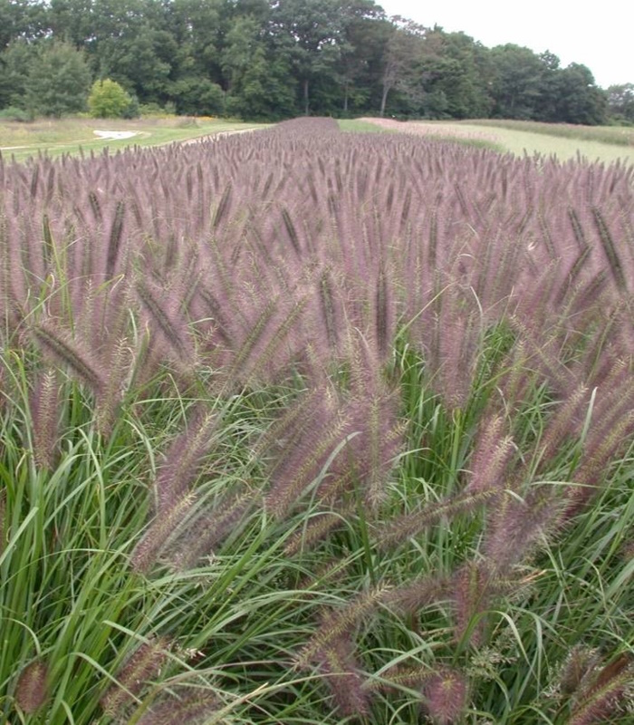 Пеннисетум лисохвостный (Red Head)