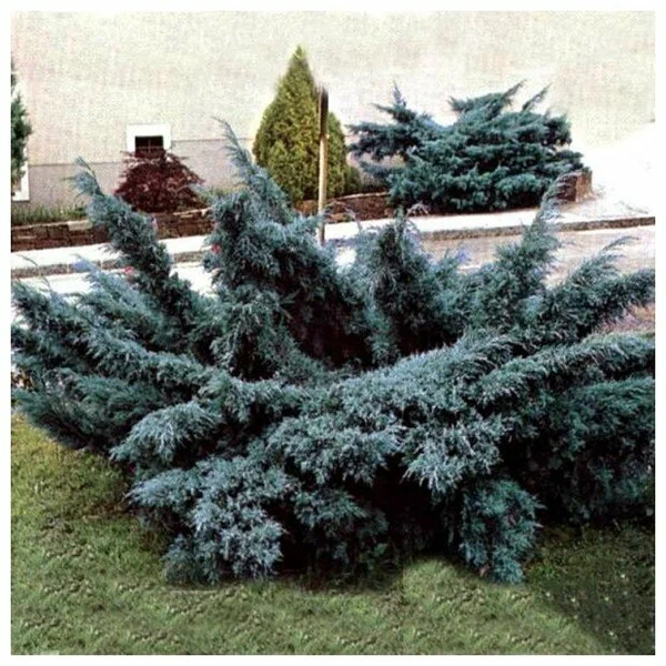 Можжевельник средний  "Pfitzeriana Glauca"