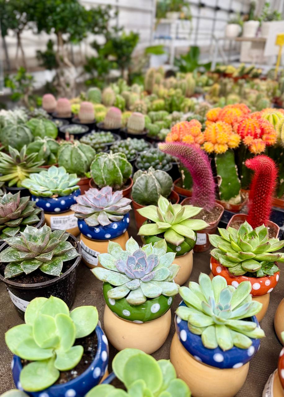 Суккуленты и кактусы