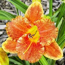 Spacecoast Freaky Tiki