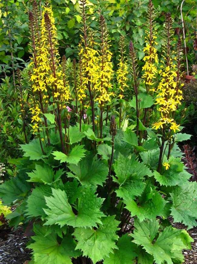 Бузульник узкоголовчатый (Ligularia stenocephala) “The Rocket”