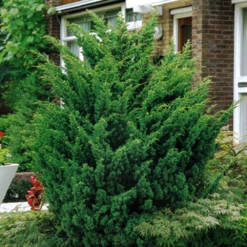 Можжевельник китайский (Juniperus chinensis)  'Blaauw'