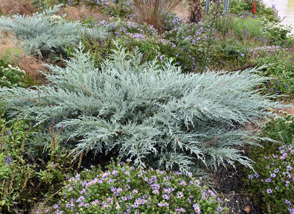 Можжевельник виргинский (Juniperus virginiana)                    «Grey Owl»