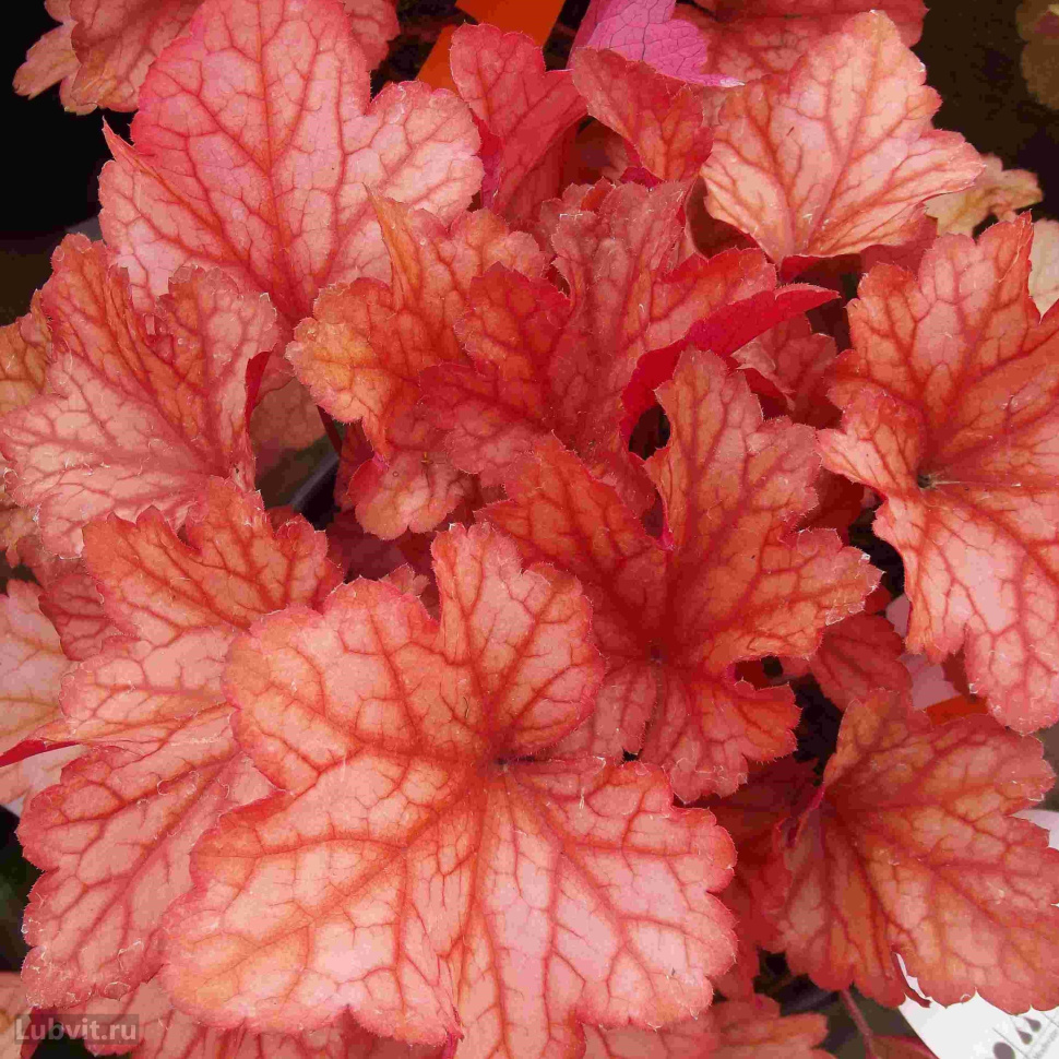 Гейхера (Heuchera) «Paprika»