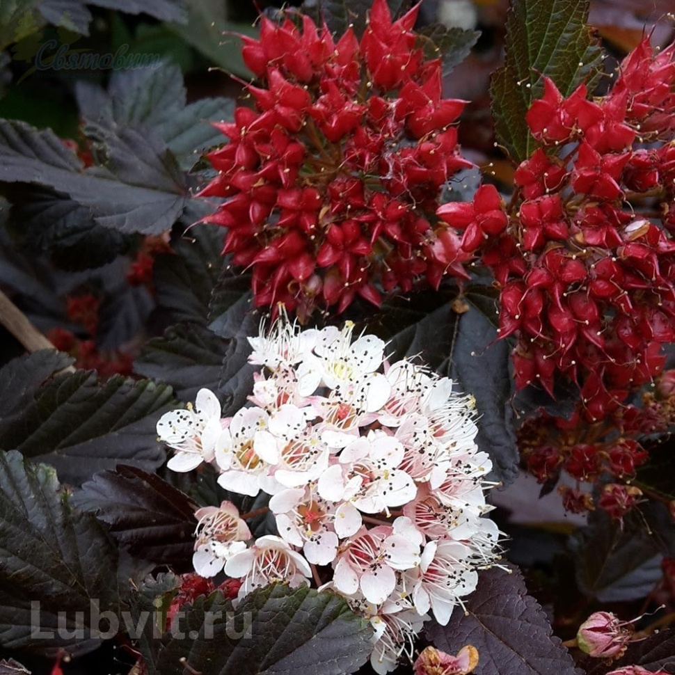 Пузыреплодник калинолистный (Physocarpus opulifolius)                 «Red Baron»