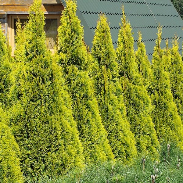 Tуя западная (Thuja oссidentalis) "Golden Smaragd"