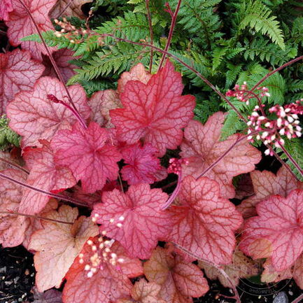 Гейхера (Heuchera) «Georgia Peach»