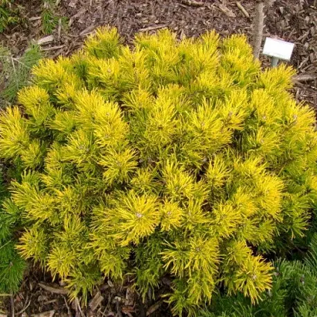 Сосна горная (Pinus mugo) “Golden Glow”