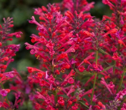 Агастахис или многоколосник (Agastache) «Kudos Coral»