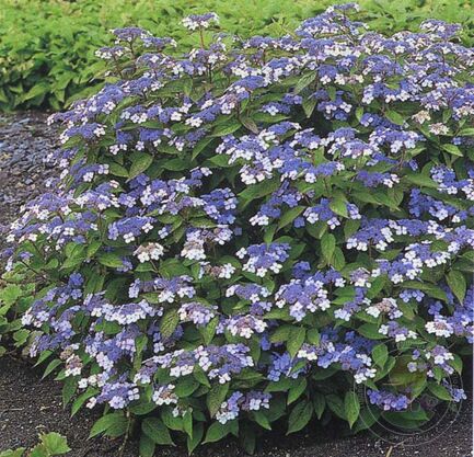 Гортензия пильчатая "Bluebird"