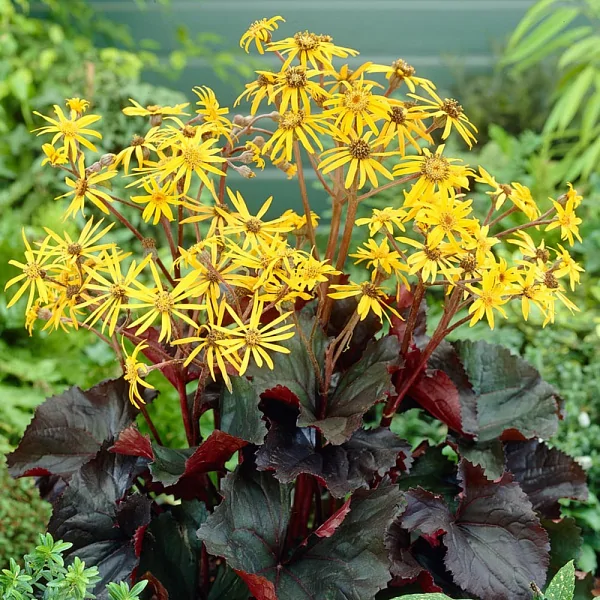 Бузульник зубчатый (Ligularia dentata)      'Britt Marie Crawford'
