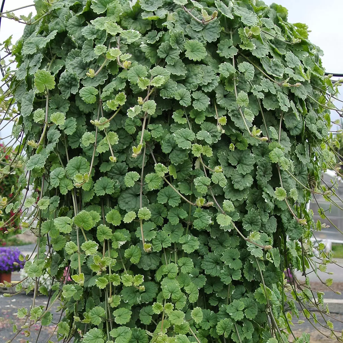 Будра плющелистная (Glechoma hederacea)
