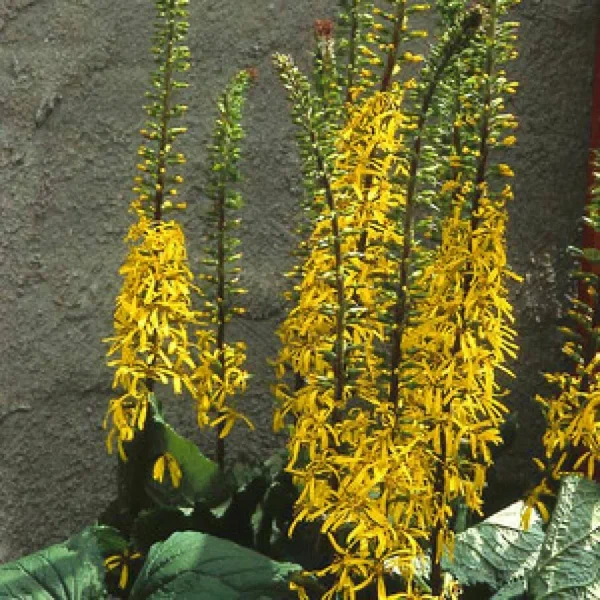 Бузульник Пржевальского (Ligularia przewalskii)