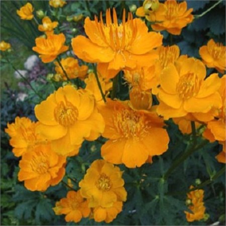 Купальница китайская  (Tróllius chinensis) "Golden Queen"