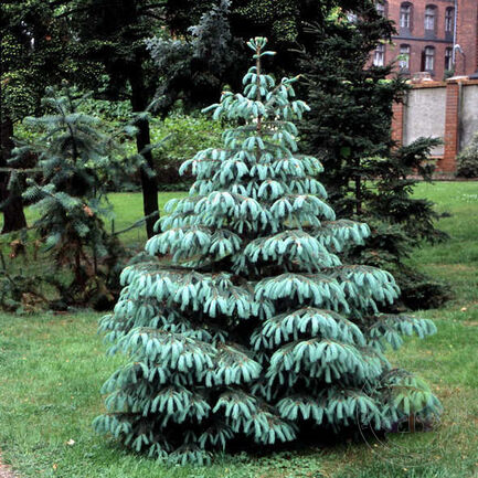 Ель Энгельмана (Picea Engelmannii) «Glauca»