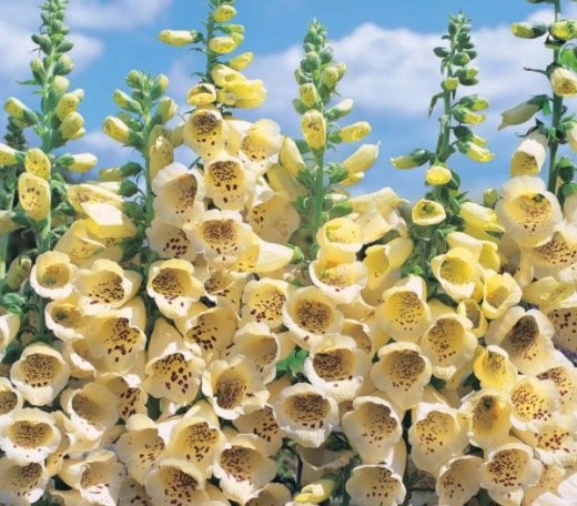 Наперстянка (Digitalis) крупноцветковая