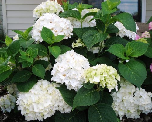 Гортензия крупнолистная  Endless Summer  "The Bride"