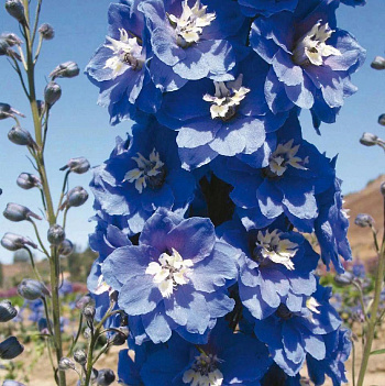 Дельфиниум «Magic Fountain Mid Blue White Bee»