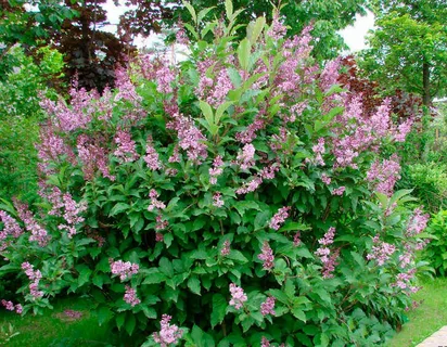 Сирень венгерская (ком)